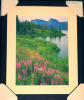 Trappers Lake Fireweed